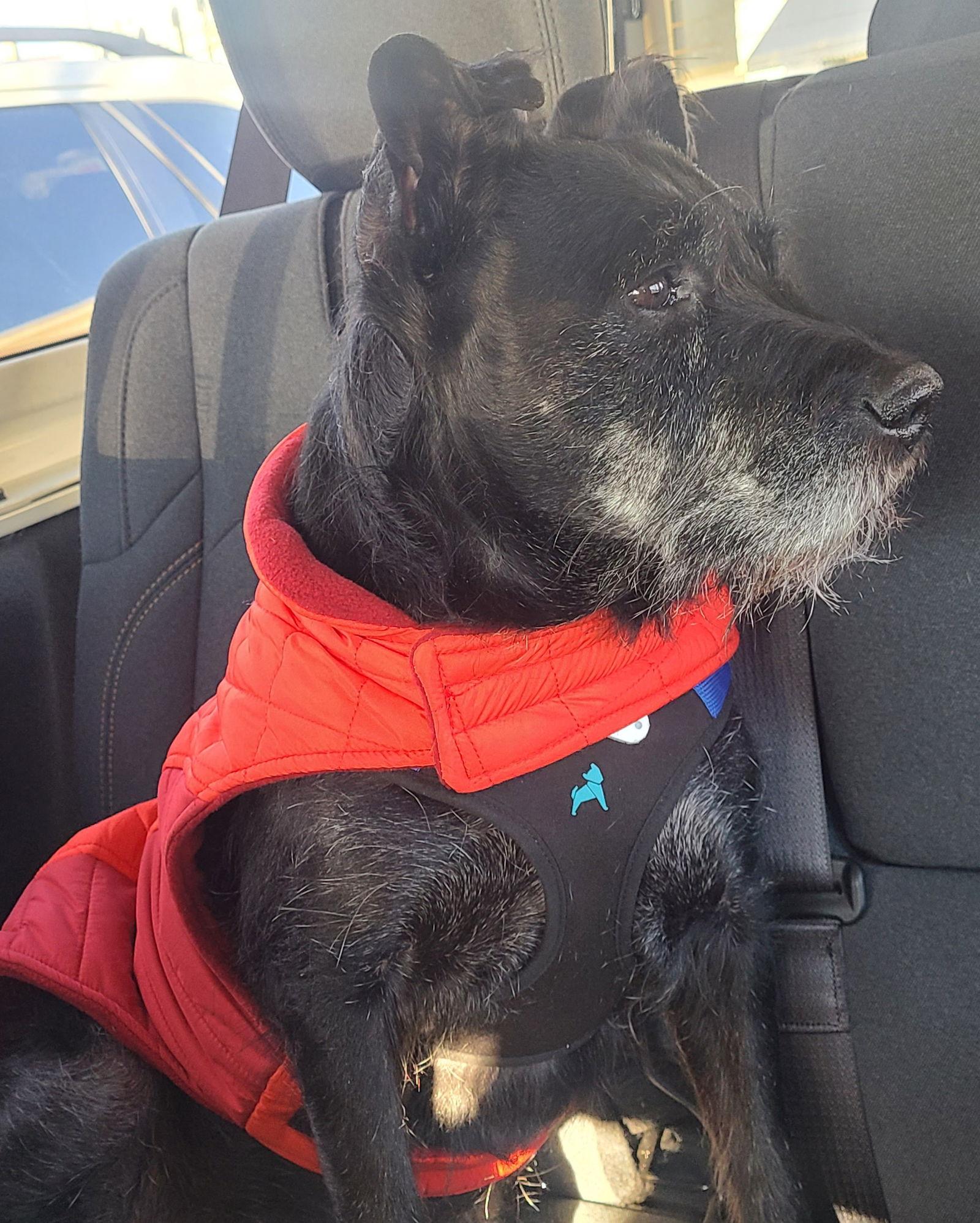 Enlarge FINNEGAN (FIN) SRC#3257OP, a Adoptable mixed breed in Lenoir, NC image 3/3