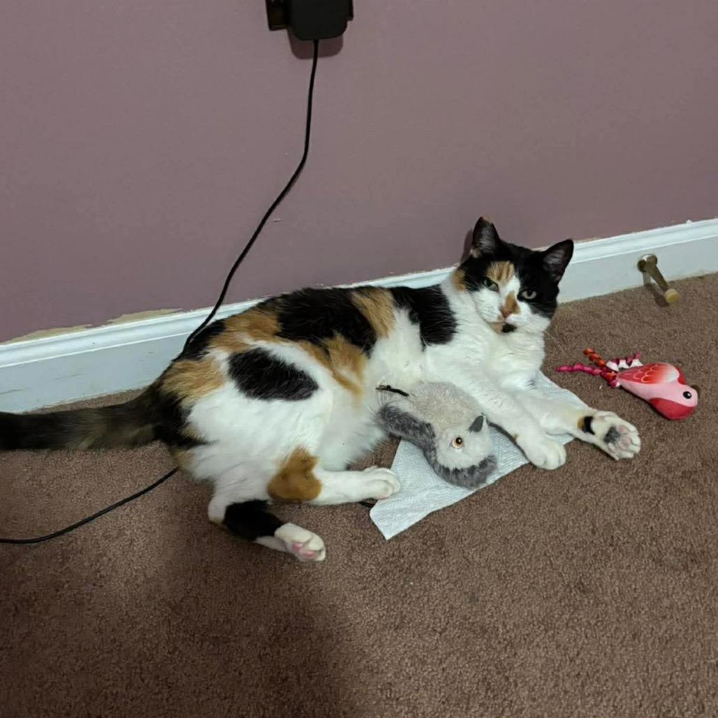 Sara, Adoptable, Adult Female Domestic Short Hair.