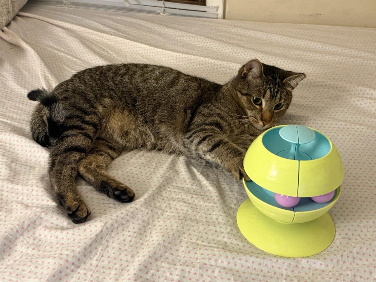 Enlarge Barnaby, a Adoptable Domestic Short Hair in Champaign, IL image 1/3
