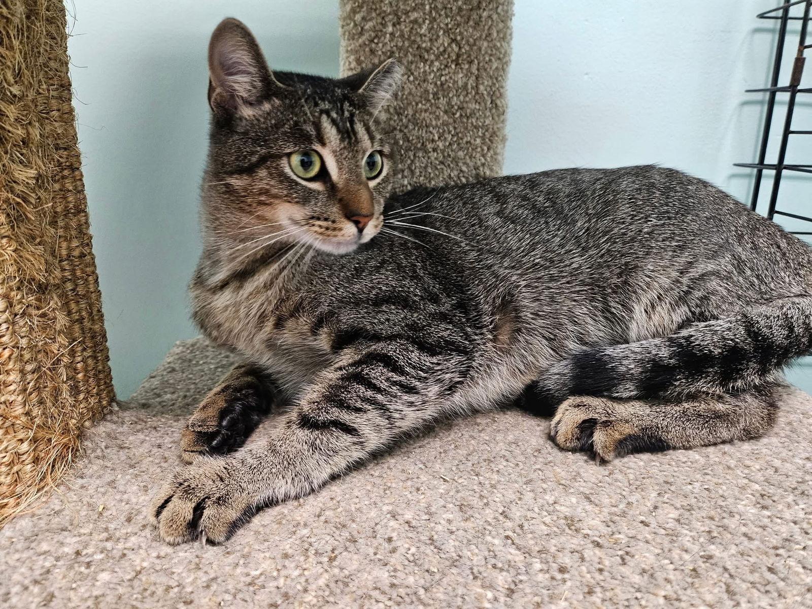 Barnaby, Adoptable, Adult Male Domestic Short Hair.