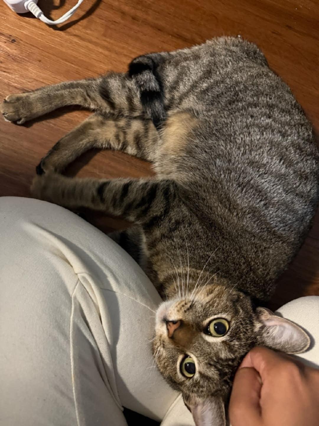 Enlarge Barnaby, a Adoptable Domestic Short Hair in Champaign, IL image 3/3