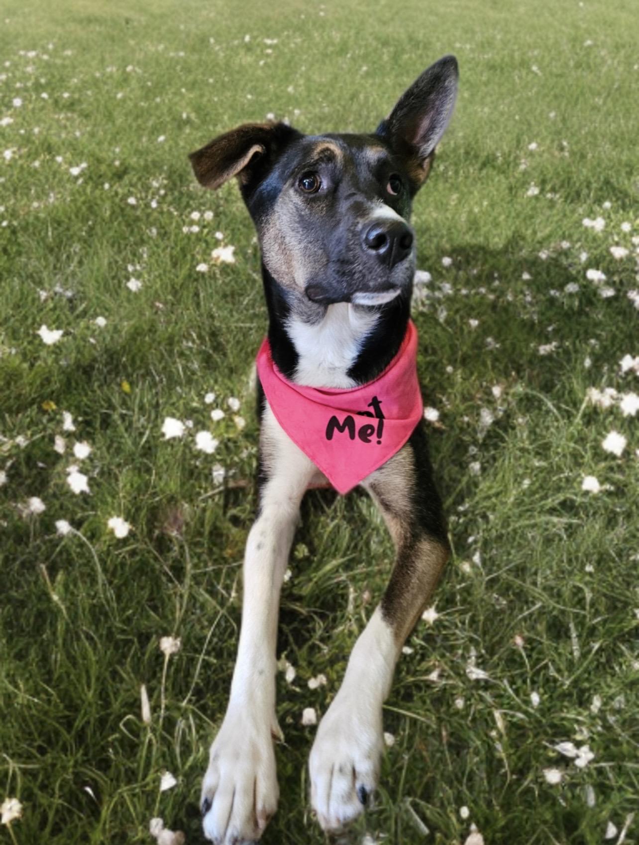 Enlarge Tonnie, a Adoptable mixed breed in Twin Falls, ID image 1/6
