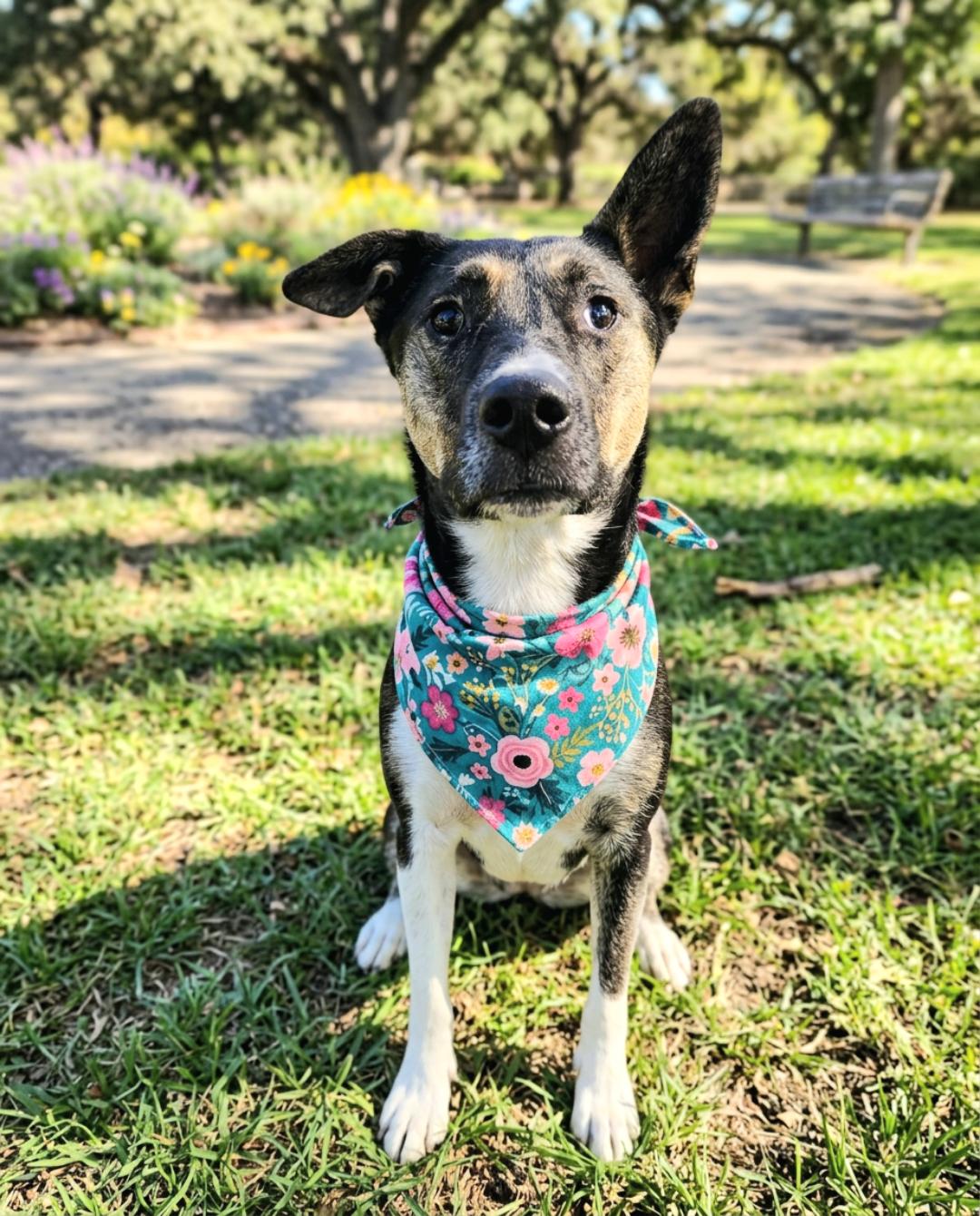 Enlarge Tonnie, a Adoptable mixed breed in Twin Falls, ID image 2/6