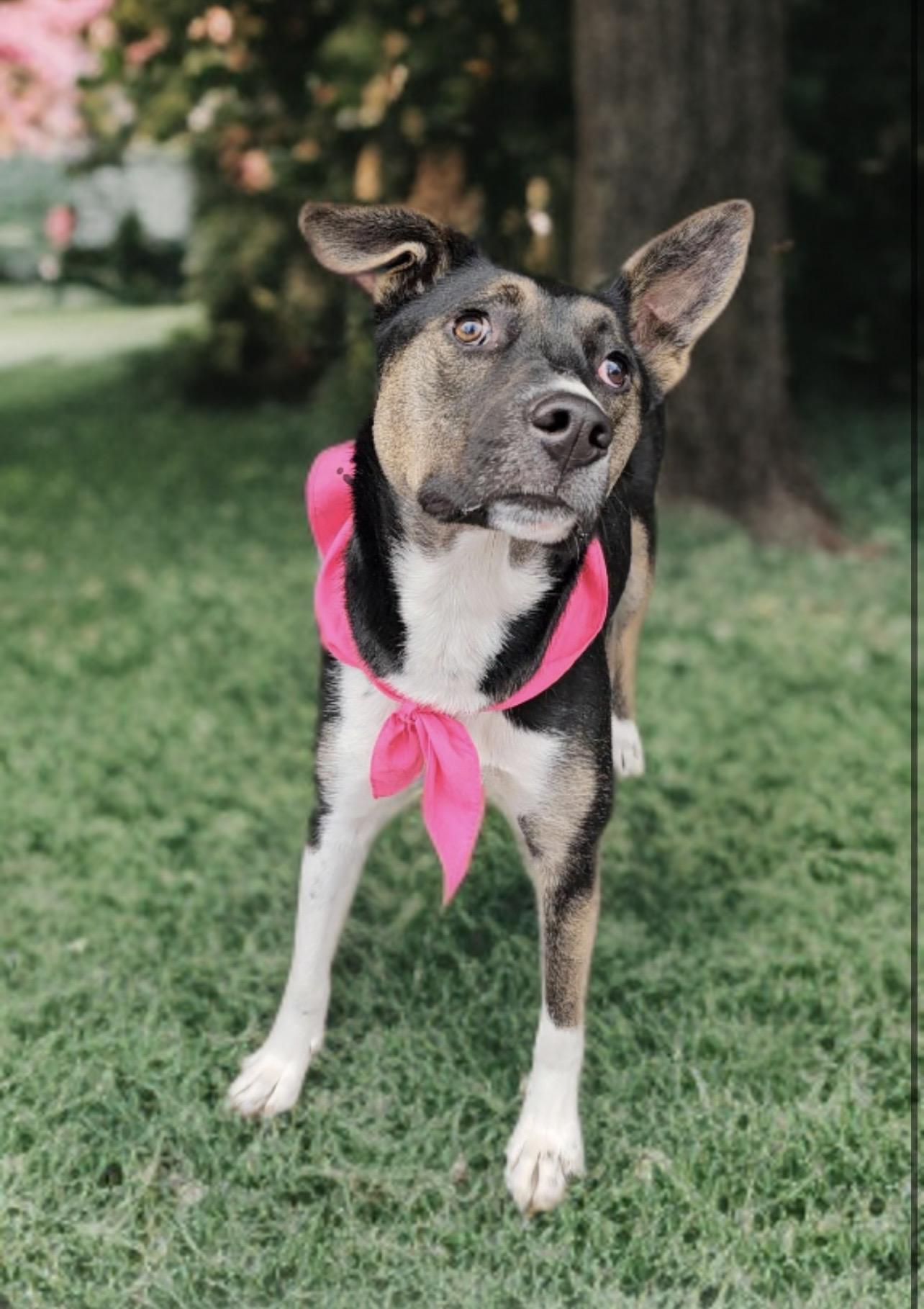 Enlarge Tonnie, a Adoptable mixed breed in Twin Falls, ID image 3/6