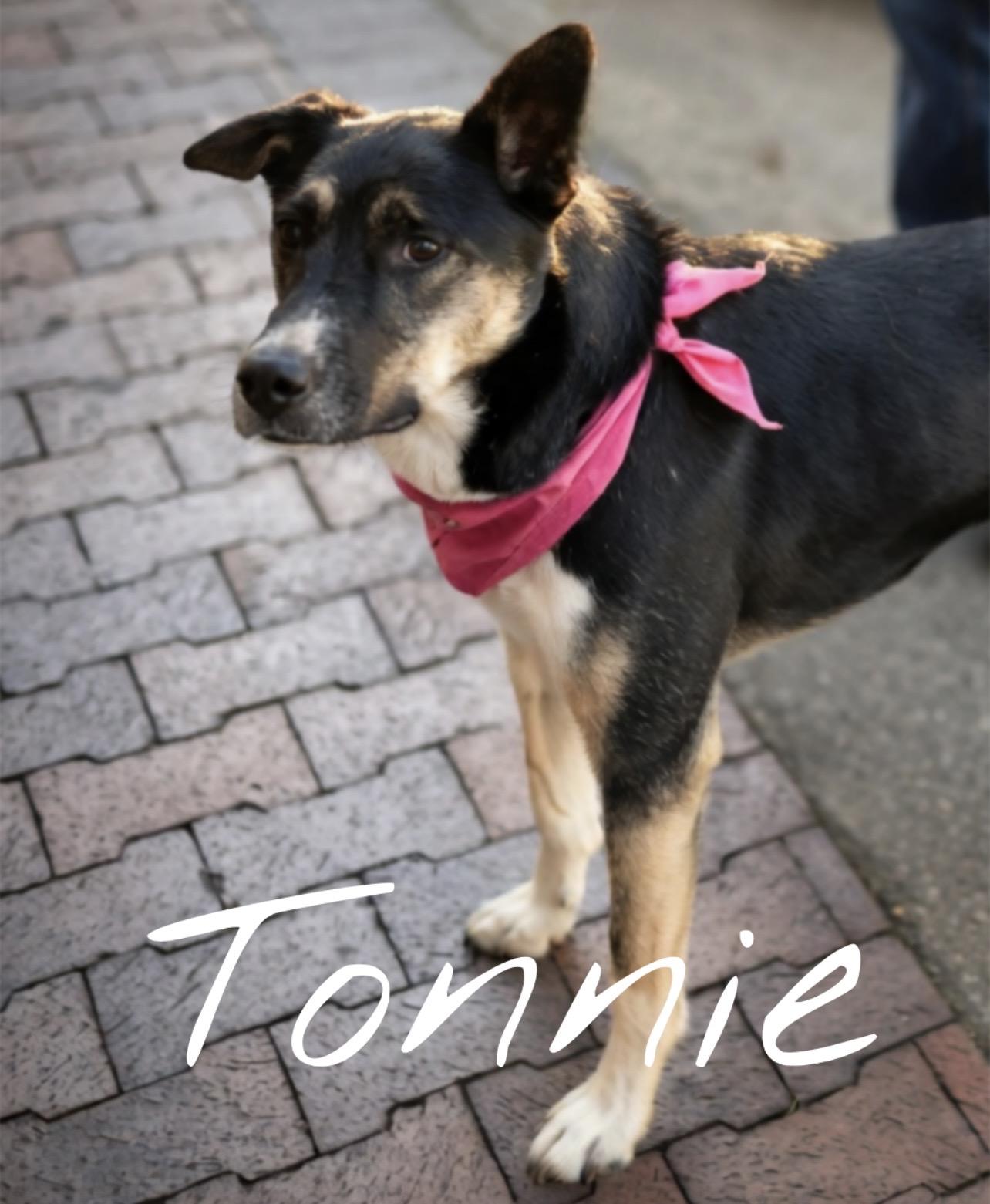 Enlarge Tonnie, a Adoptable mixed breed in Twin Falls, ID image 4/6