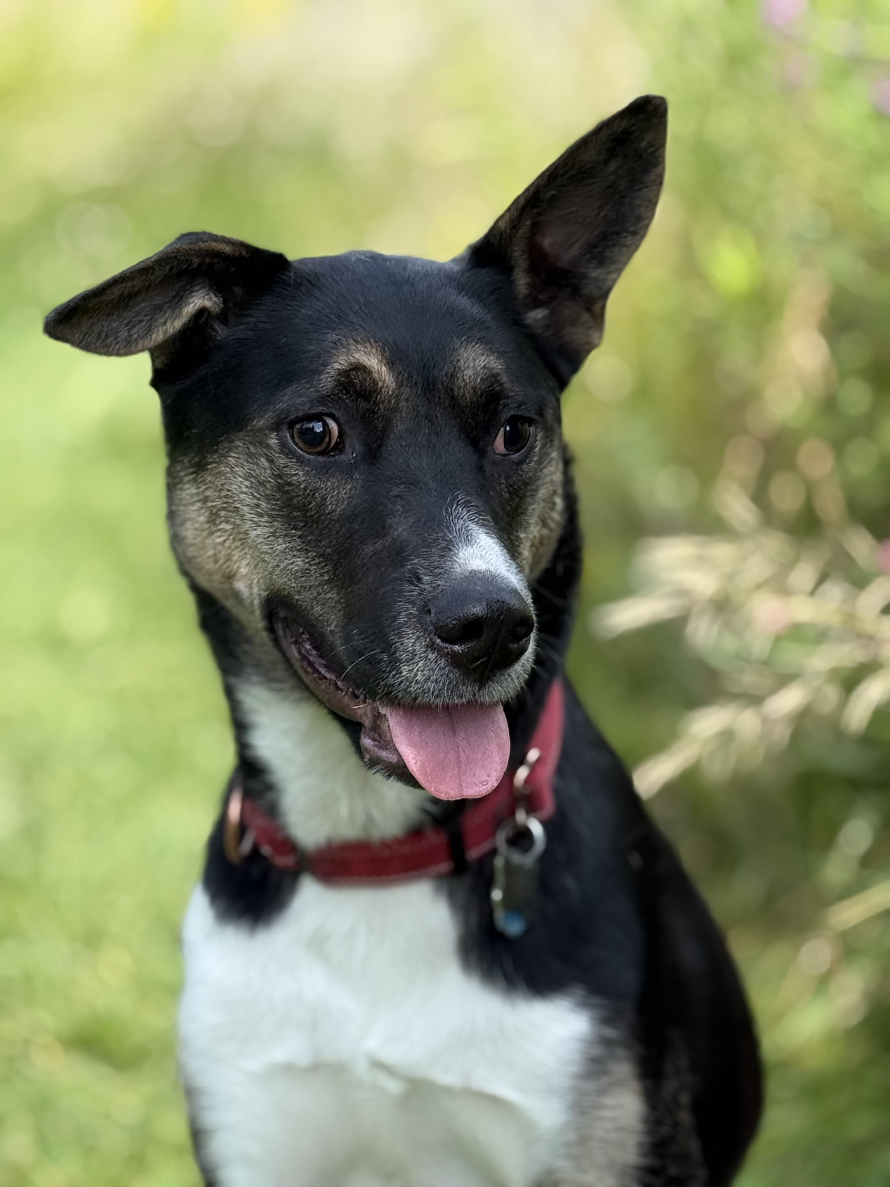 Tonnie, Adoptable, Adult Female Australian Kelpie & Border Collie.
