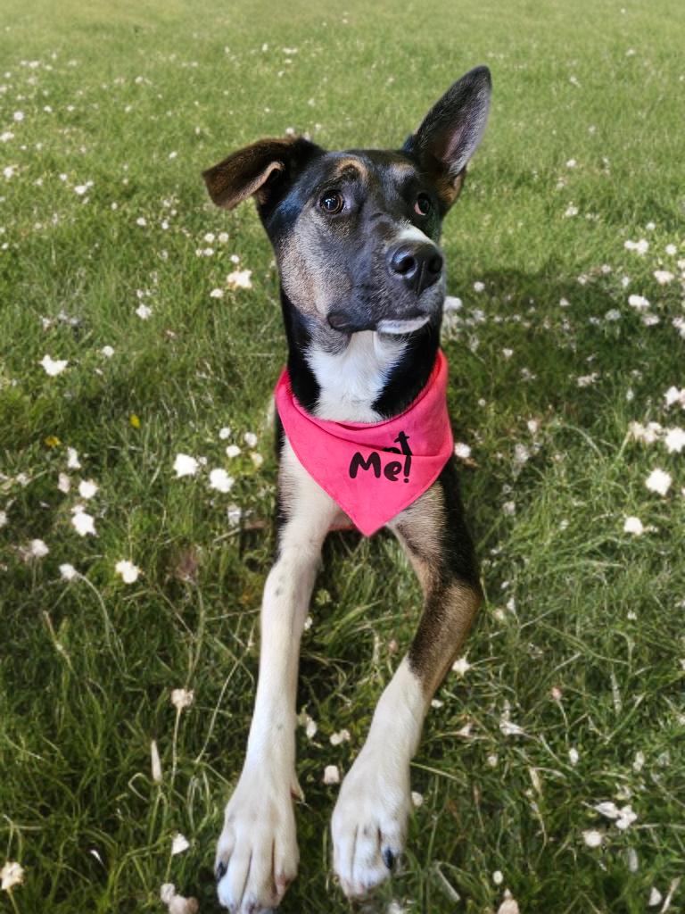 Enlarge Tonnie, a Adoptable mixed breed in Twin Falls, ID image 2/6