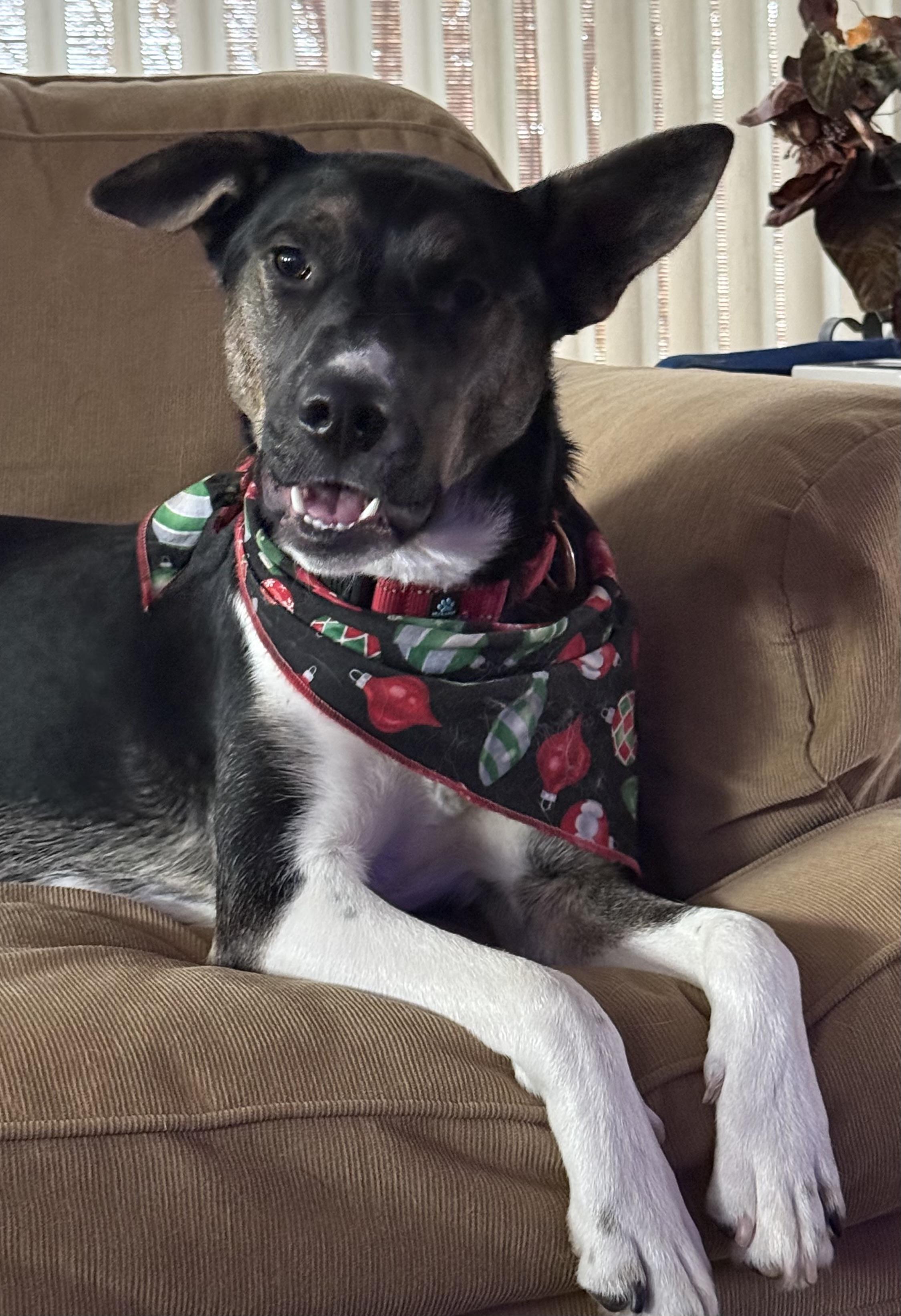 Enlarge Tonnie, a Adoptable mixed breed in Twin Falls, ID image 3/6