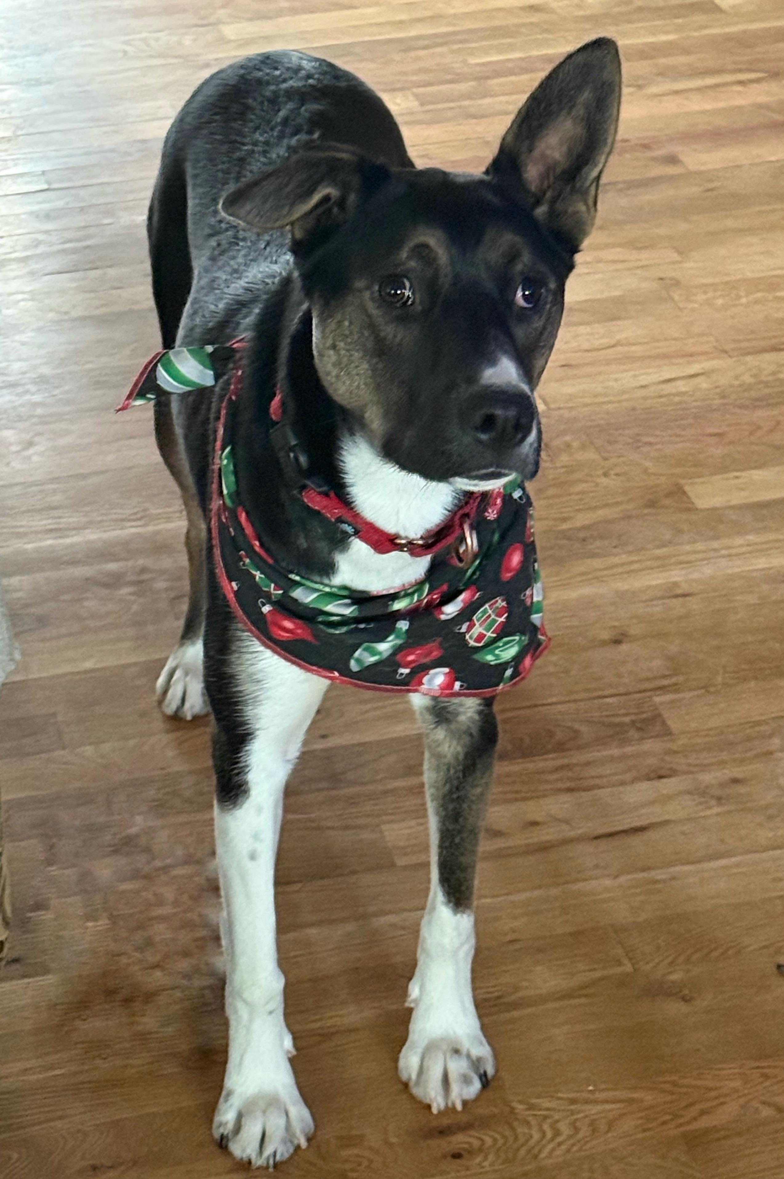 Enlarge Tonnie, a Adoptable mixed breed in Twin Falls, ID image 3/6