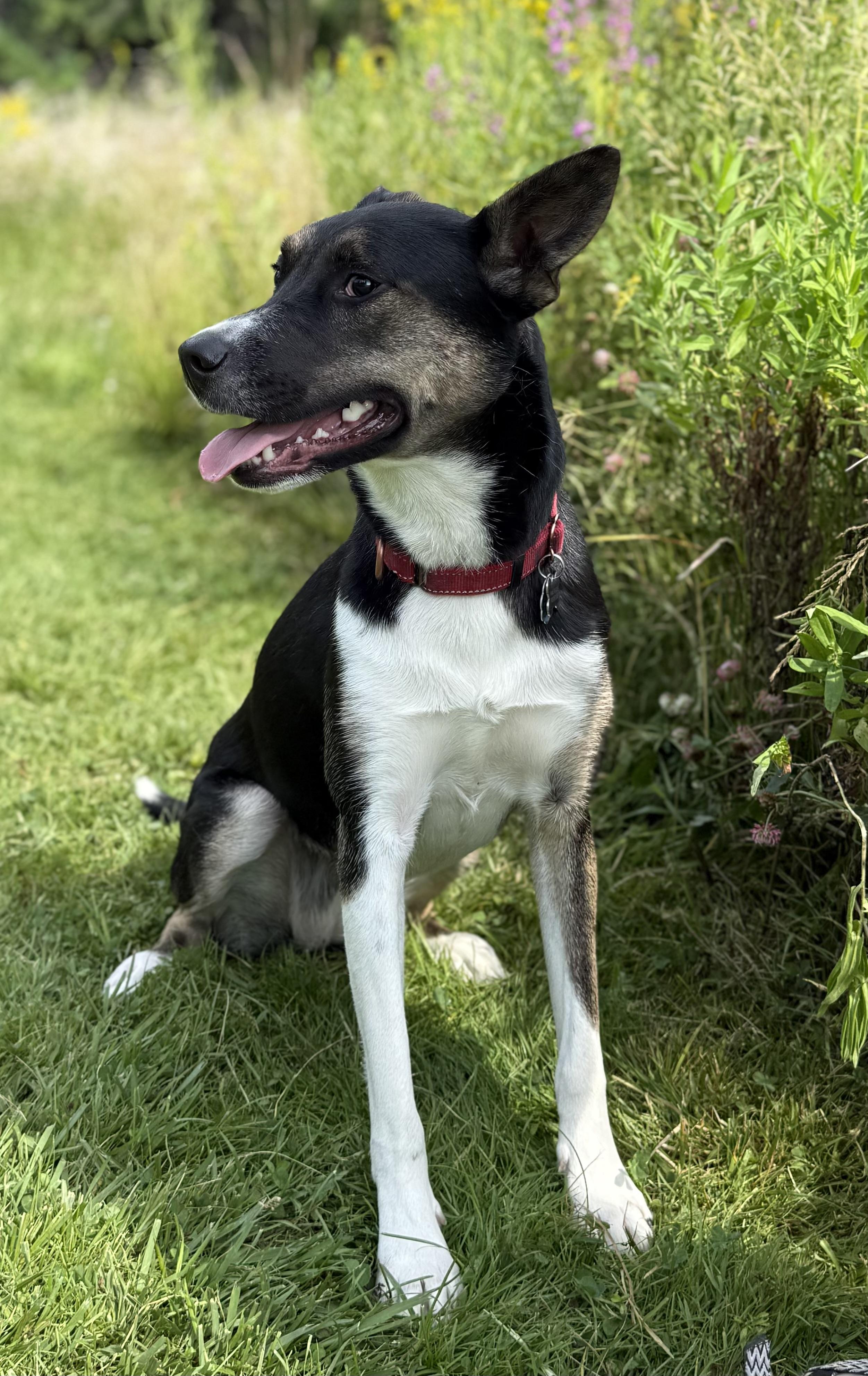 Enlarge Tonnie, a Adoptable mixed breed in Twin Falls, ID image 4/6