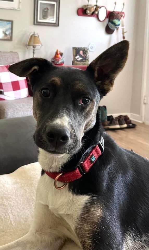 Enlarge Tonnie, a Adoptable mixed breed in Twin Falls, ID image 4/6