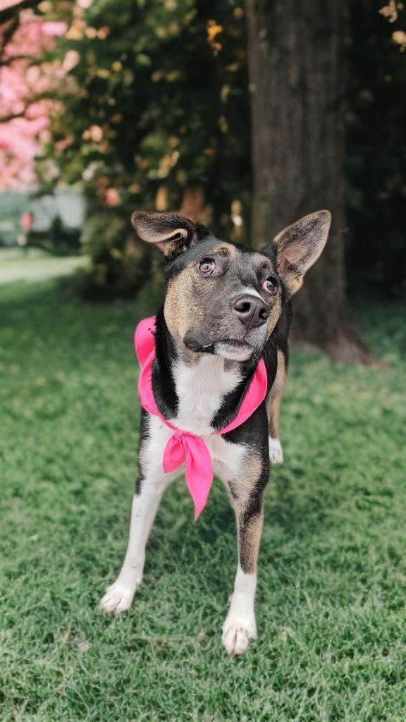 Enlarge Tonnie, a Adoptable mixed breed in Twin Falls, ID image 5/6