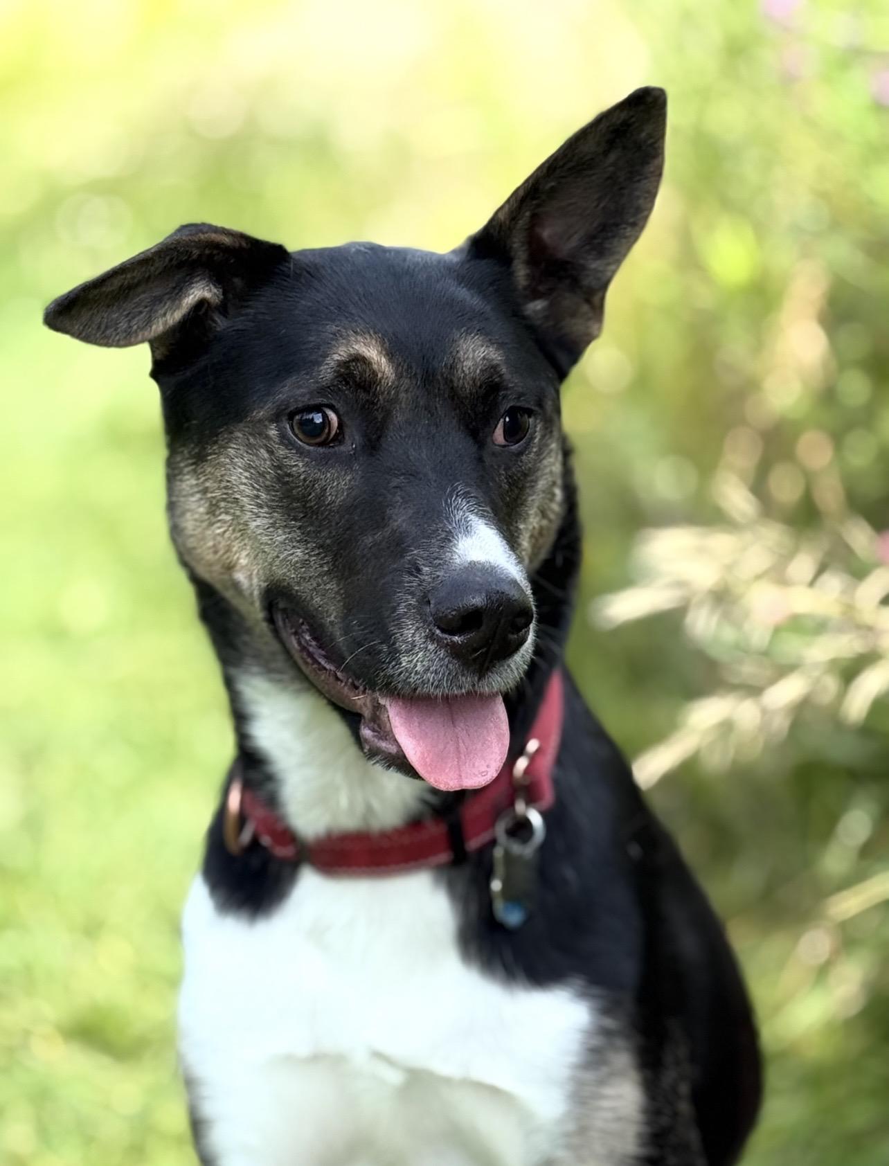 Enlarge Tonnie, a Adoptable mixed breed in Twin Falls, ID image 5/6