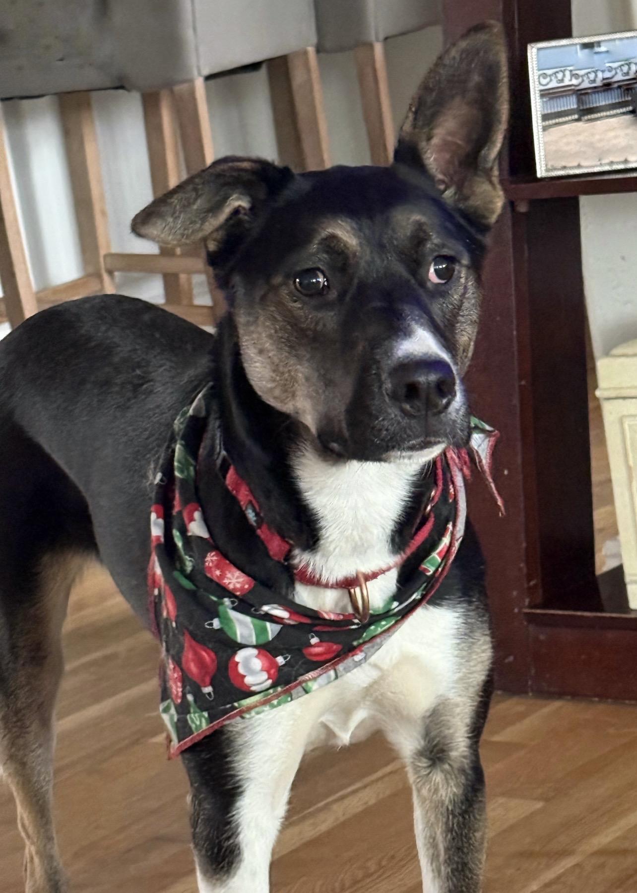 Enlarge Tonnie, a Adoptable mixed breed in Twin Falls, ID image 6/6