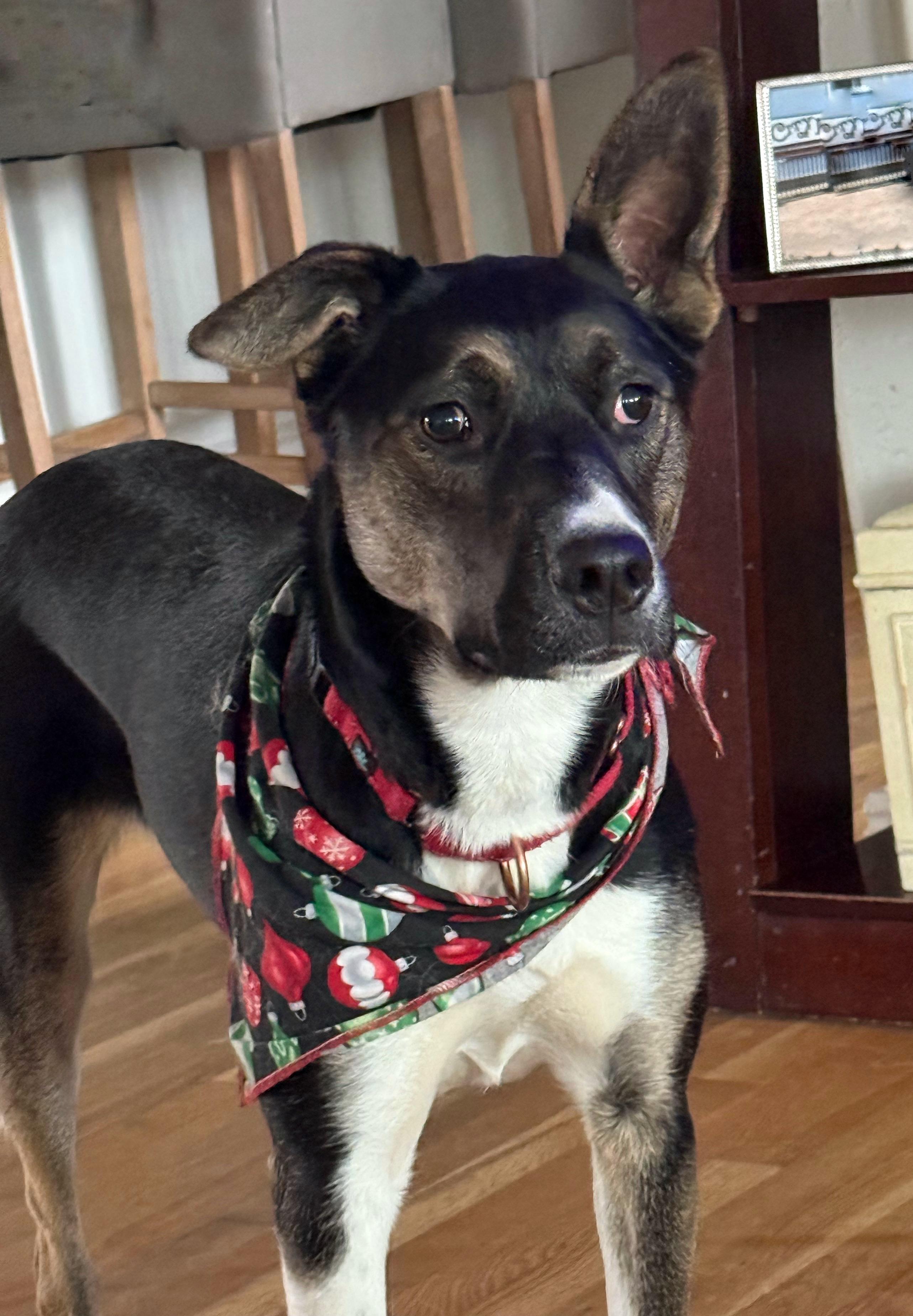 Enlarge Tonnie, a Adoptable mixed breed in Twin Falls, ID image 6/6