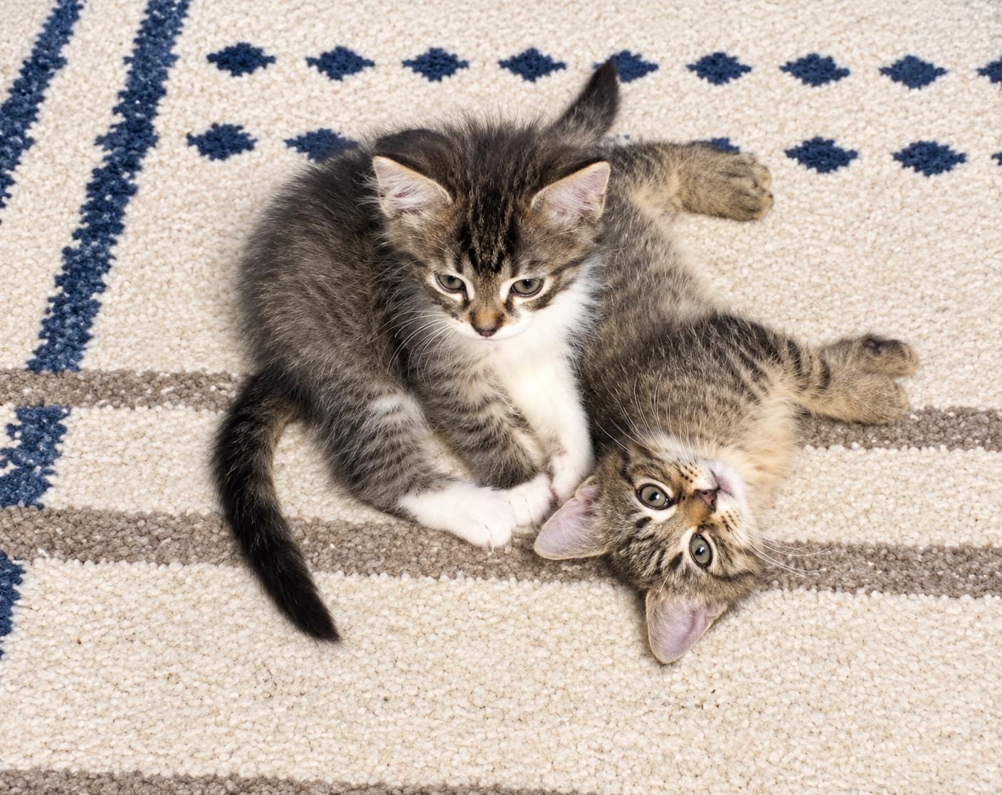 Enlarge Toots, a Adoptable Tabby in Pickerington, OH image 2/2