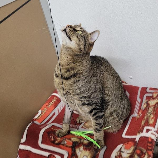 Kai, Adoptable, Adult Male Domestic Short Hair.