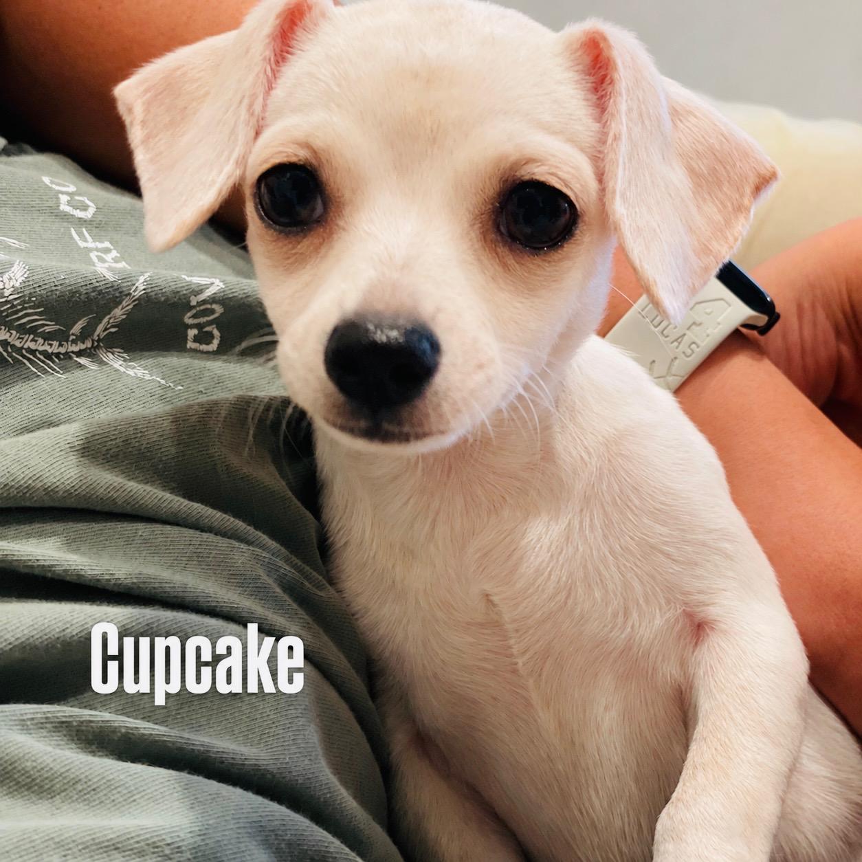 Cupcake, Adoptable, Young Female Chihuahua.