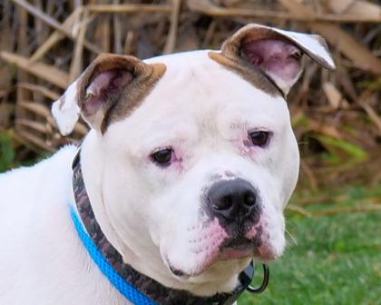 Enlarge Buster, a Adoptable mixed breed in West Seneca, NY image 1/3