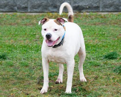 Enlarge Buster, a Adoptable mixed breed in West Seneca, NY image 2/3