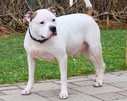 Enlarge Buster, a Adoptable mixed breed in West Seneca, NY image 3/3