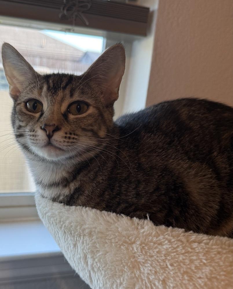 Tabitha — thumbnail 2