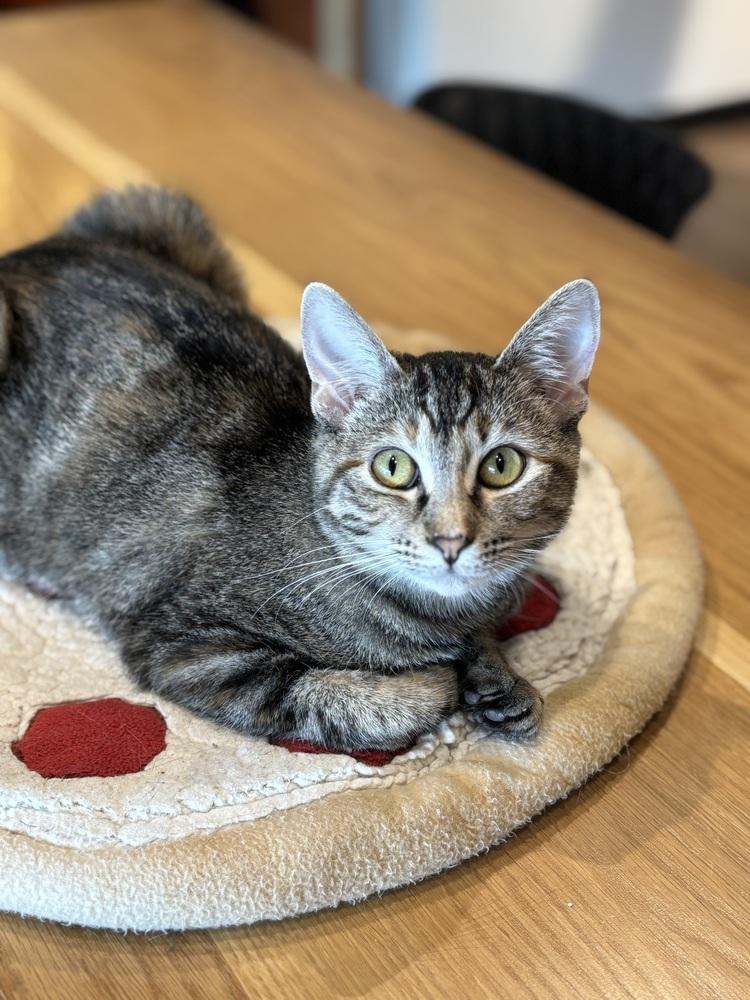 Tabitha — thumbnail 3