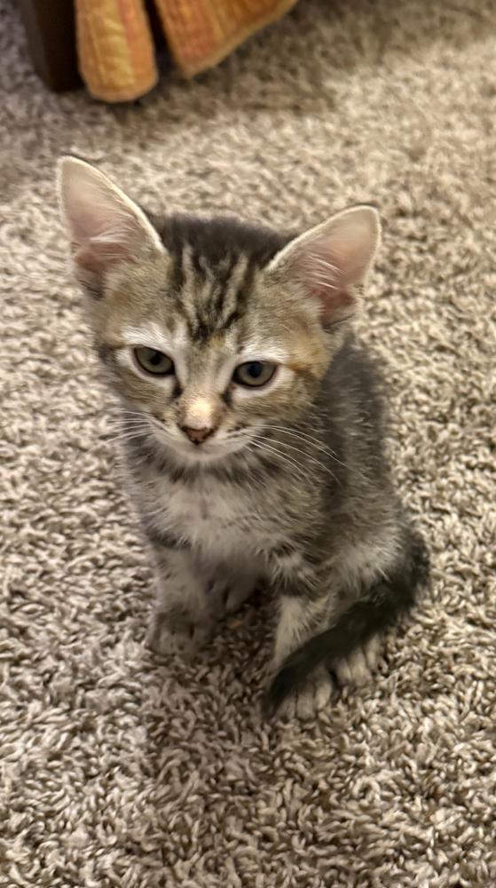 Tabitha — thumbnail 4