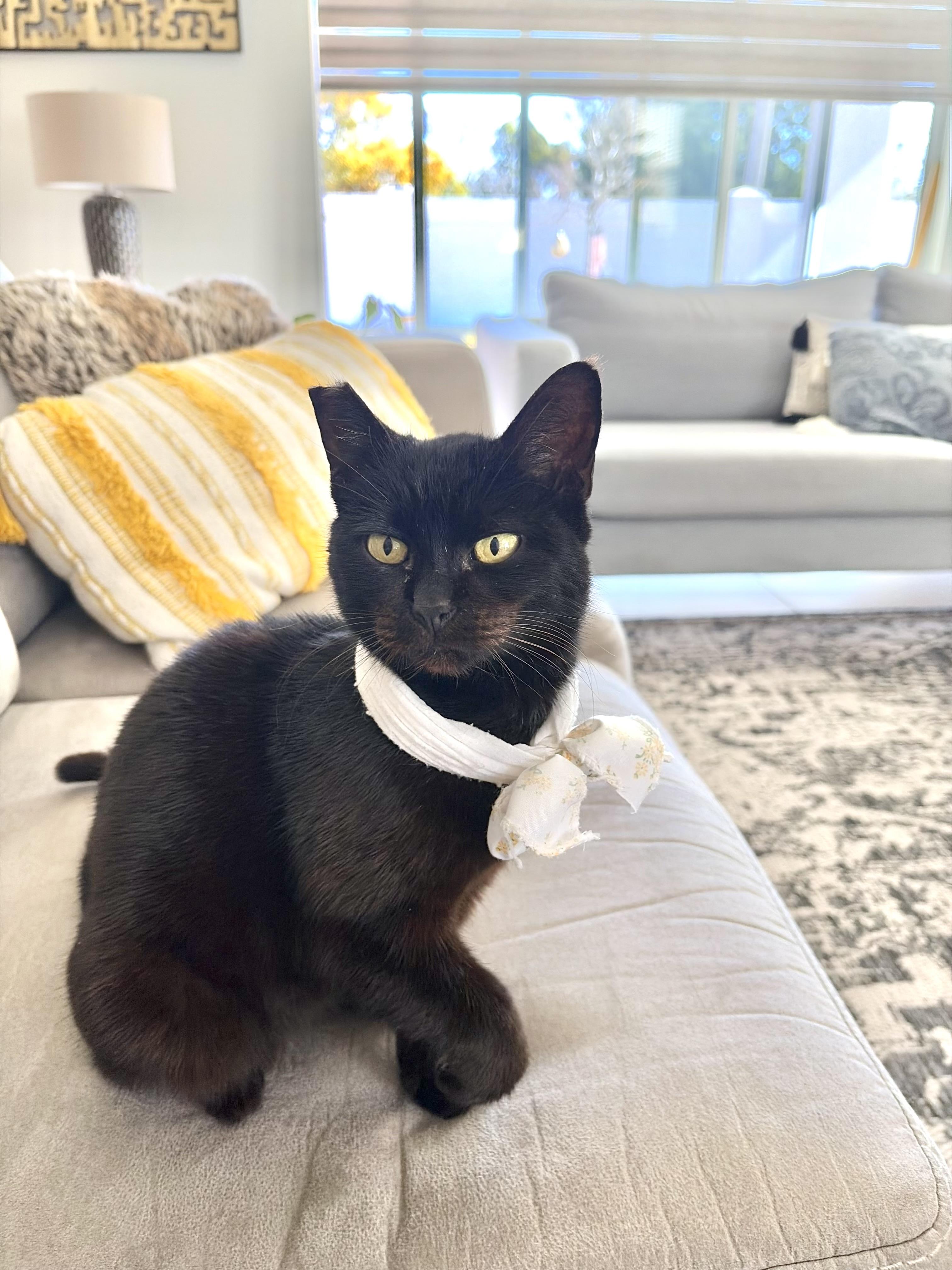 Venus (so friendly) jumps up on hind legs , a ADOPTABLE Domestic Short Hair in Orlando, FL image 4/6