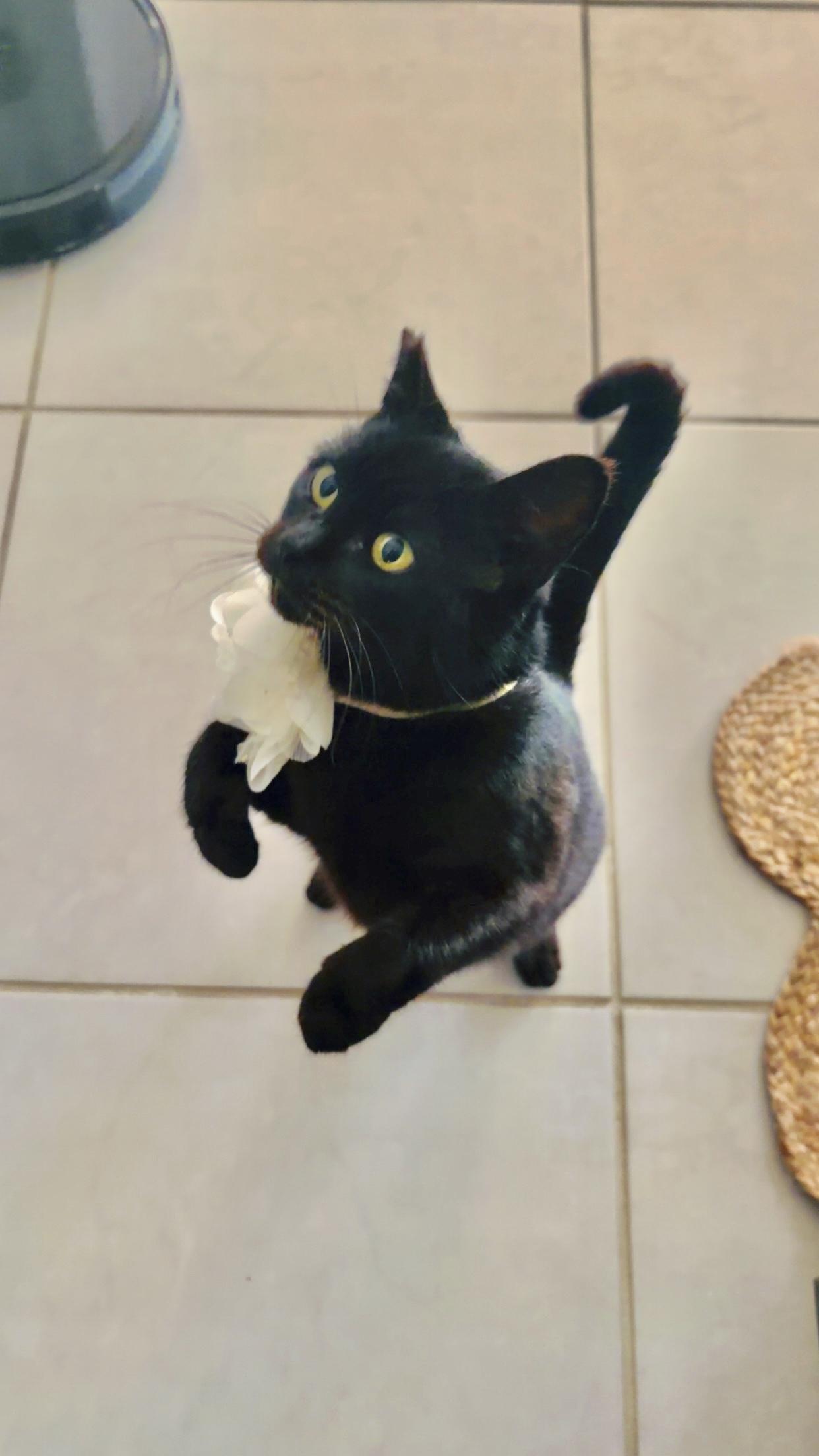 Venus (so friendly) jumps up on hind legs , a ADOPTABLE Domestic Short Hair in Orlando, FL image 2/6