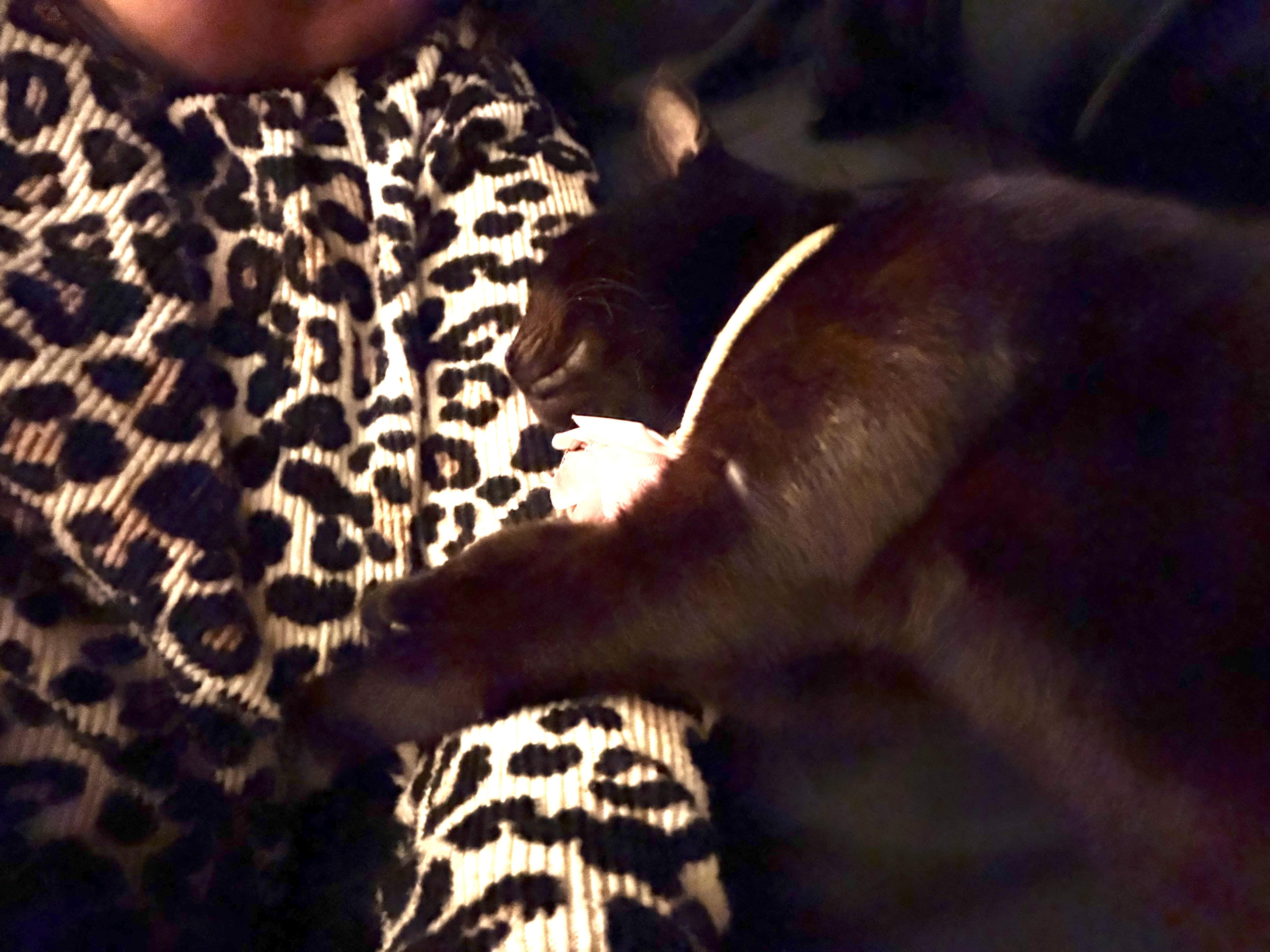 Venus (so friendly) jumps up on hind legs , a ADOPTABLE Domestic Short Hair in Orlando, FL image 6/6