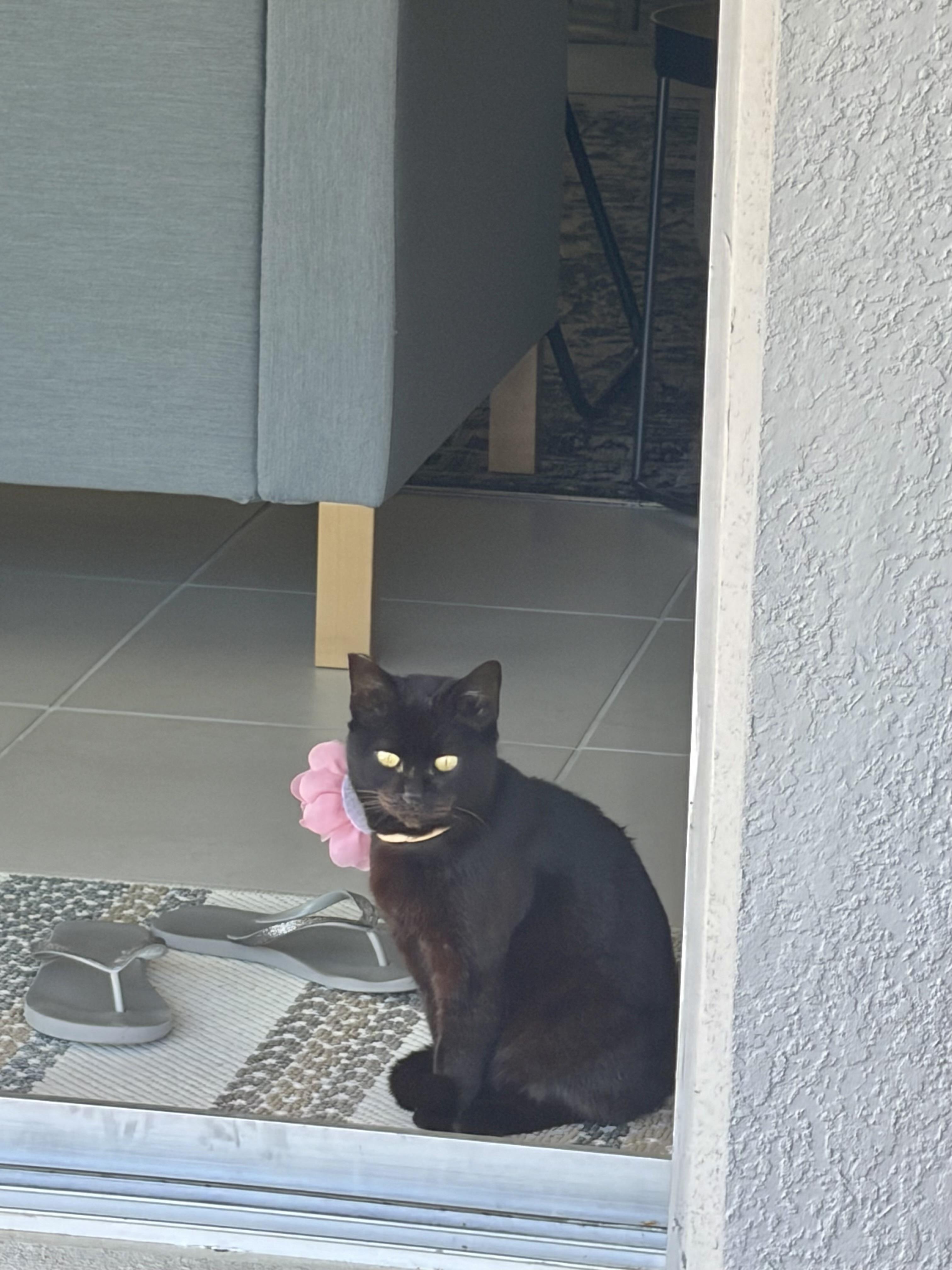 Venus (so friendly) jumps up on hind legs , a ADOPTABLE Domestic Short Hair in Orlando, FL image 5/6