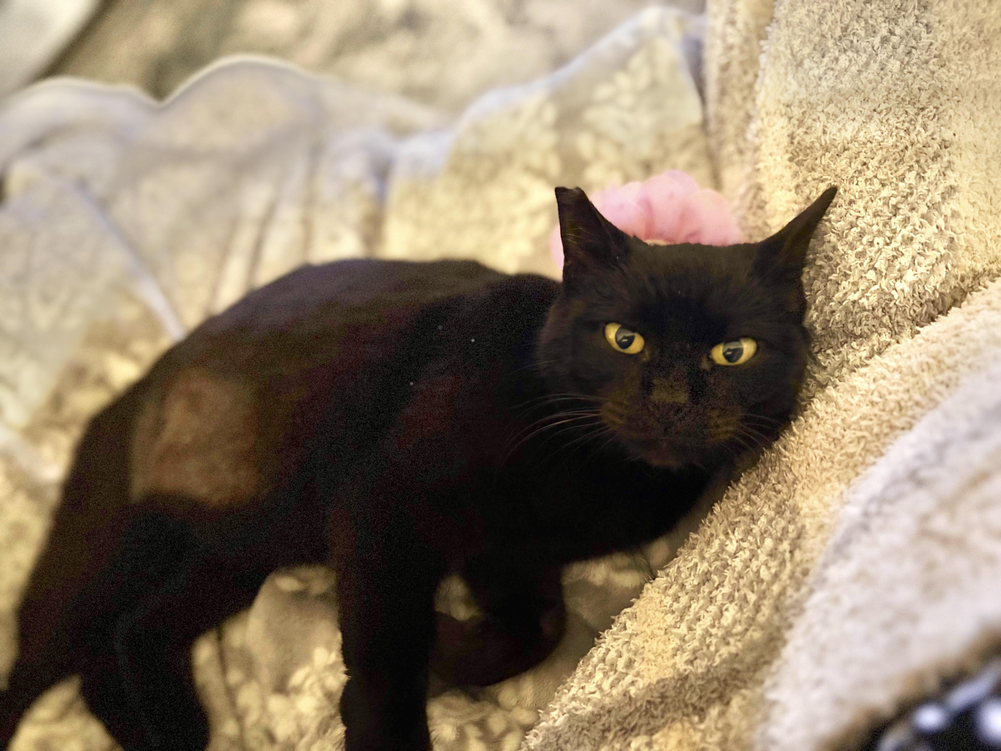 Venus (so friendly) jumps up on hind legs , a ADOPTABLE Domestic Short Hair in Orlando, FL image 3/6