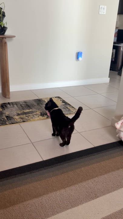 Enlarge Venus (so friendly) jumps up on hind legs , a ADOPTABLE Domestic Short Hair in Orlando, FL video 1/6