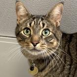Floyd, adopted, Adult Male Domestic Short Hair.