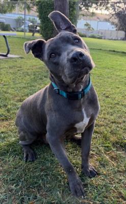 Rudy, Adoptable, Adult Male Pit Bull Terrier & Mixed Breed.