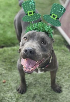 Rudy, a Adoptable mixed breed in Santa Paula, CA image 5/6