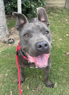 Rudy, a Adoptable mixed breed in Santa Paula, CA image 2/6