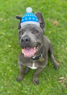 Rudy, a Adoptable mixed breed in Santa Paula, CA image 1/6