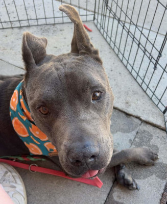 Rudy, a Adoptable mixed breed in Santa Paula, CA image 4/6