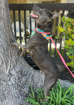 Rudy, a Adoptable mixed breed in Santa Paula, CA image 3/6