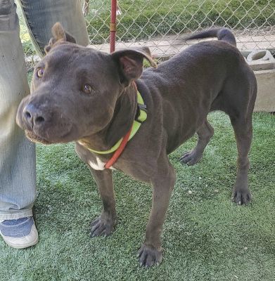 Rudy, a Adoptable mixed breed in Santa Paula, CA image 6/6