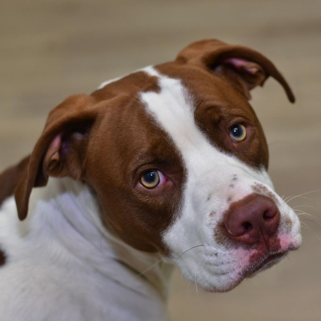 Enlarge Scooby, a Adoptable mixed breed in Ottawa, KS image 1/2