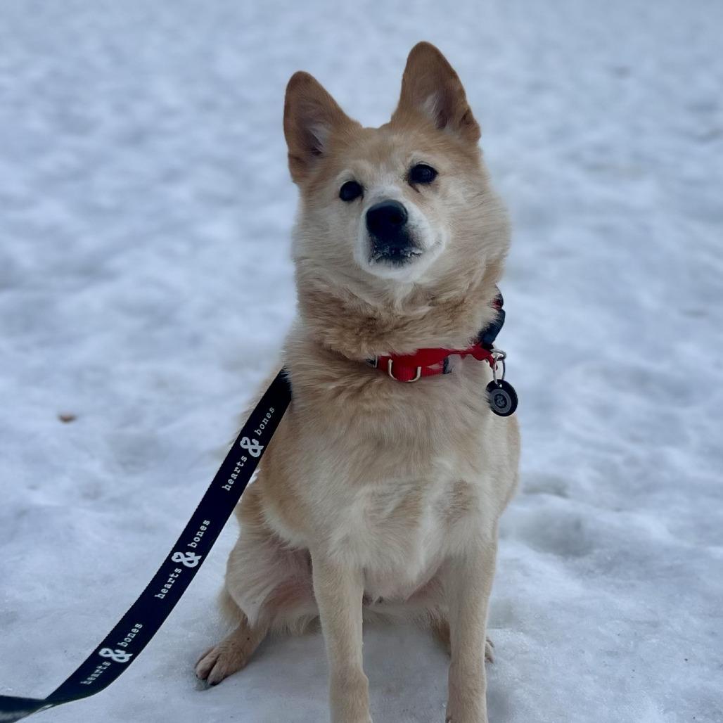 Tory Burch, Adoptable, Adult Female Shiba Inu & Mixed Breed.