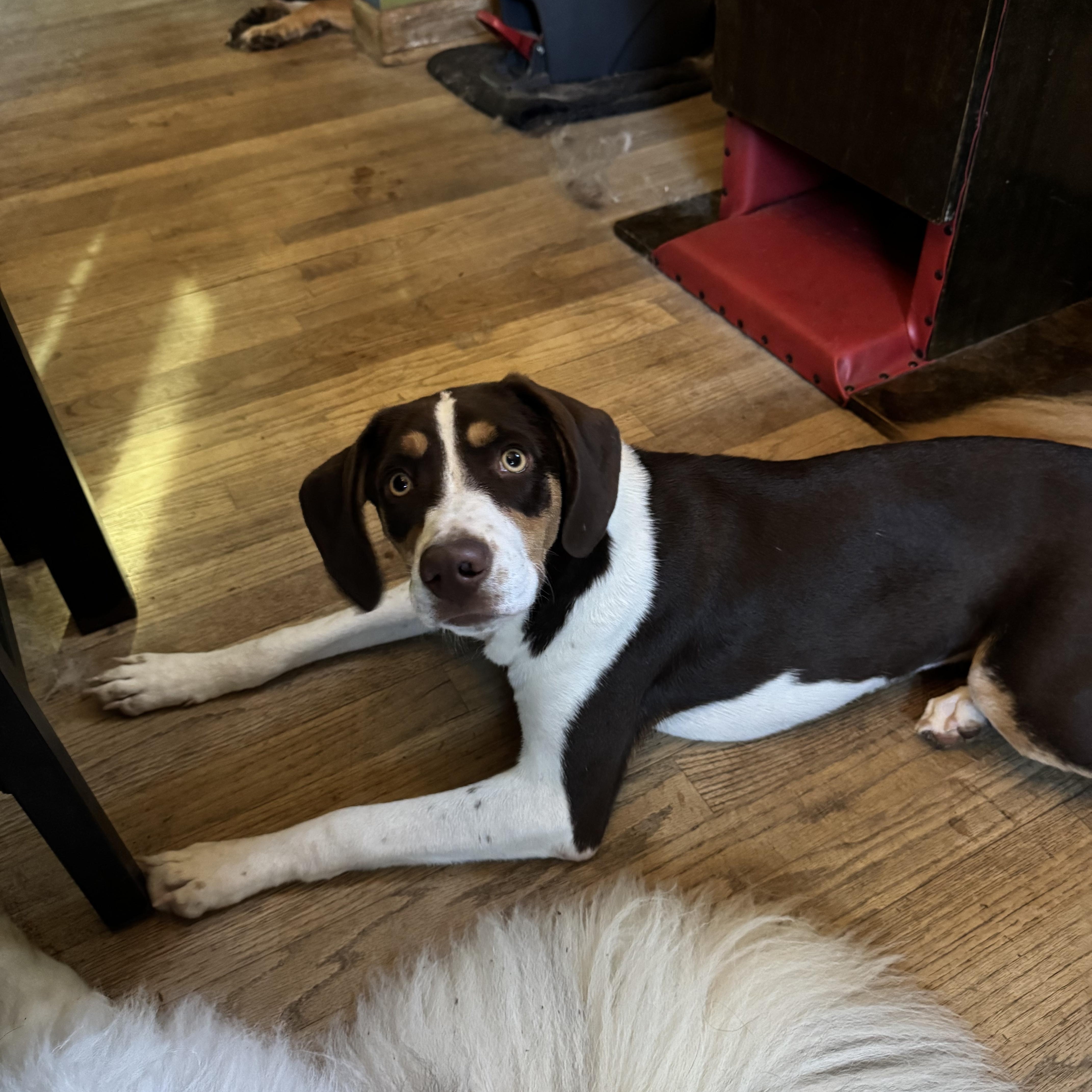 Enya, ADOPTABLE, Puppy Female Hound.