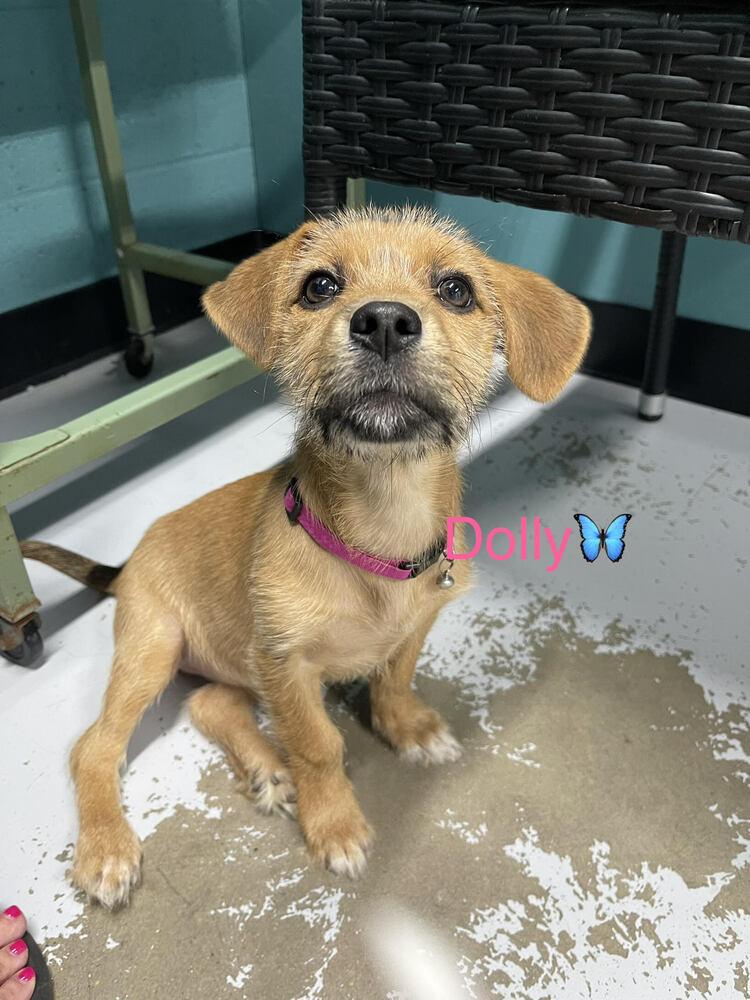 Dolly, Adoptable, Puppy Female Terrier & Mixed Breed.