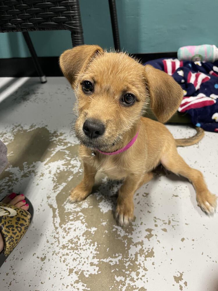 Enlarge Dolly, a Adoptable mixed breed in Chattanooga, TN image 2/3