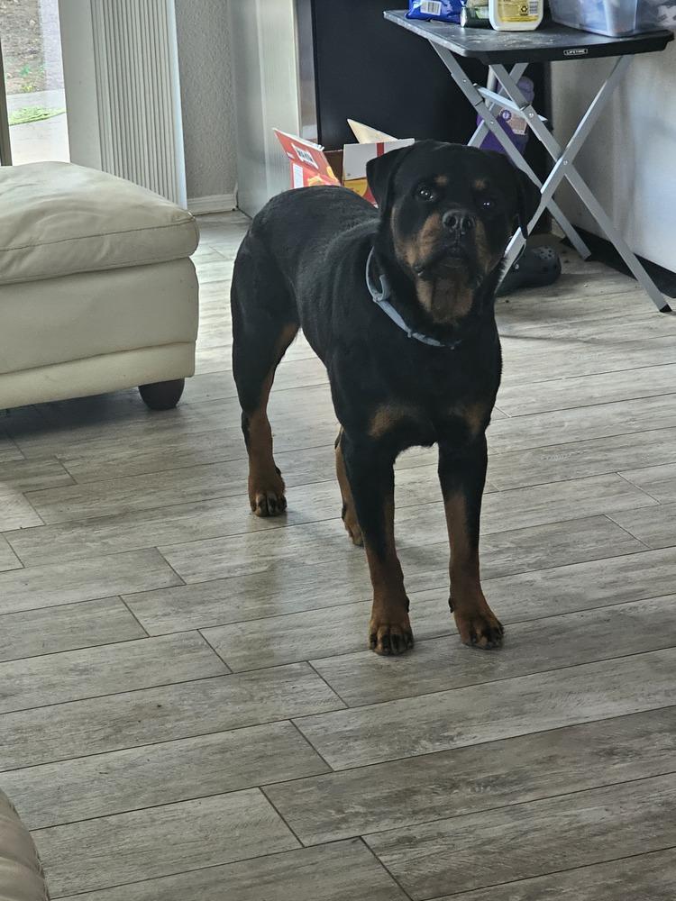 Enlarge Judah, a Adoptable Rottweiler in Gilbert, AZ image 1/2