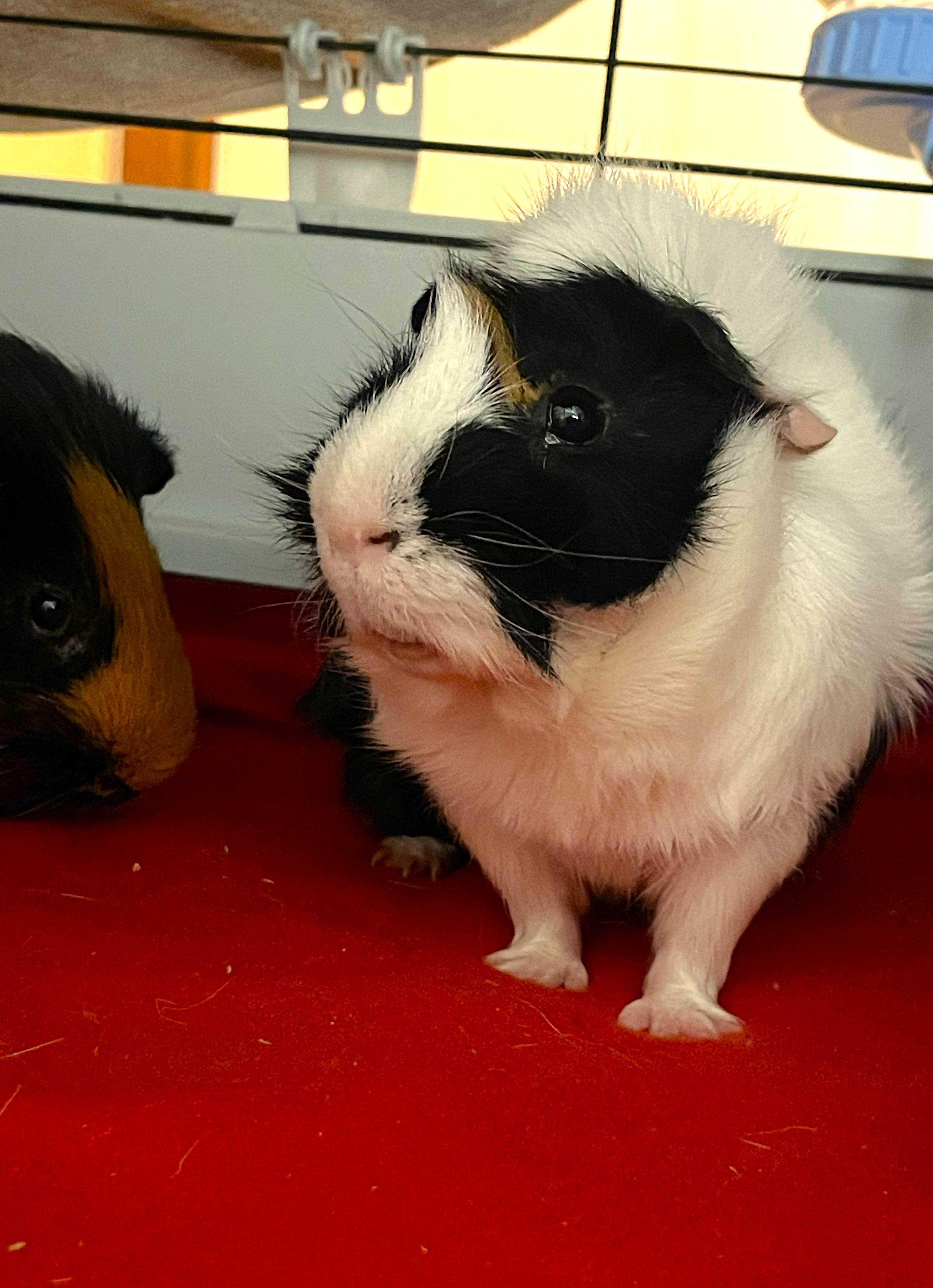 Bibbles, Adoptable, Young Male Guinea Pig.