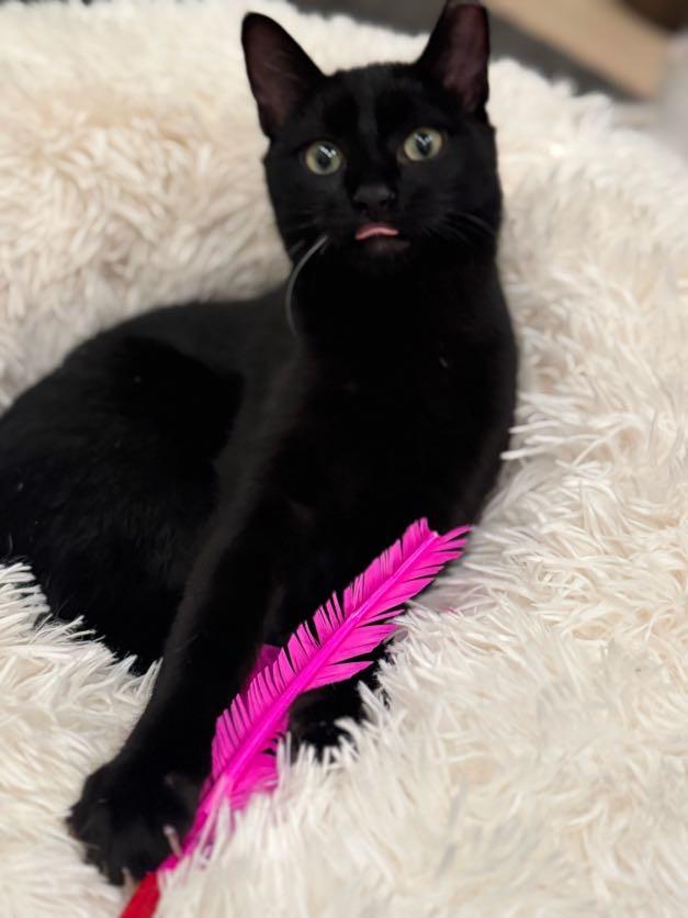 Enlarge Blackberry, a Adoptable Domestic Medium Hair in brooklyn, NY image 4/6